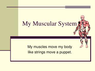 My Muscular System