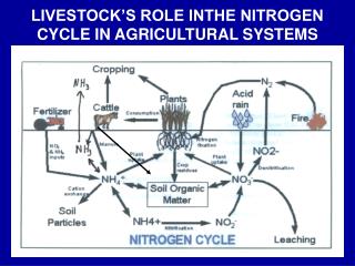 LIVESTOCK’S ROLE INTHE NITROGEN CYCLE IN AGRICULTURAL SYSTEMS