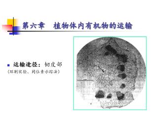 第六章 植物体内有机物的运输