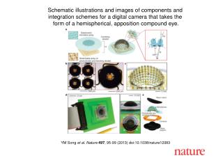 YM Song et al. Nature 497 , 95-99 (2013) doi:10.1038/nature12083