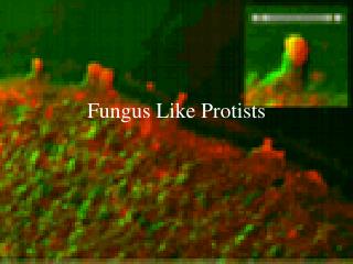 Fungus Like Protists