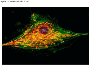 Figure 7.0 Fluorescent stain of cell