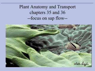 Plant Anatomy and Transport chapters 35 and 36 --focus on sap flow--