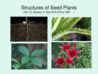 Structures of Seed Plants (Ch 12, Section 4: Text 374-379 or SIR )