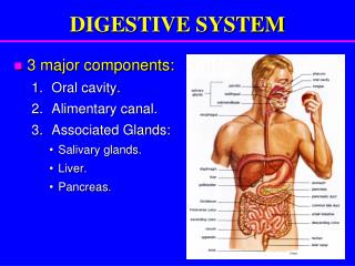 DIGESTIVE SYSTEM