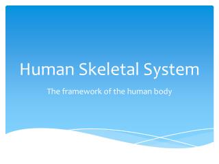 Human Skeletal System