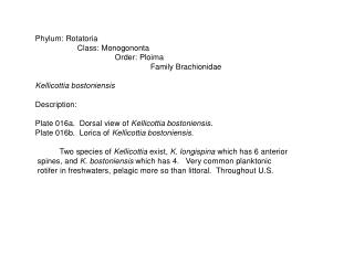 Phylum: Rotatoria Class: Monogononta