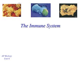 The Immune System