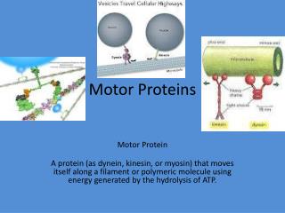 Motor Proteins