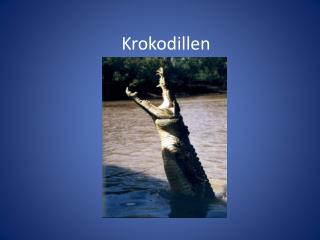 Krokodillen