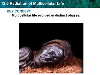 KEY CONCEPT Multicellular life evolved in distinct phases.