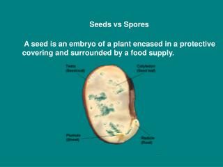 Seeds vs Spores