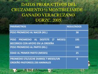 DATOS PRODUCTIVOS DEL CRUZAMIENTO ½ MONTBELIARDE – GANADO VERACRUZANO. UGRZC, 2005.