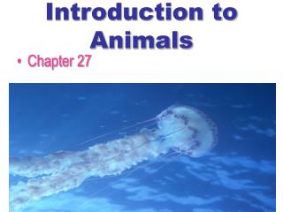 Introduction to Animals