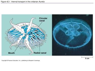 Figure 42.1 Internal transport in the cnidarian Aurelia
