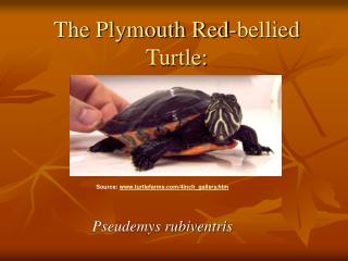 The Plymouth Red-bellied Turtle: