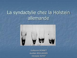 La syndactylie chez la Holstein allemande