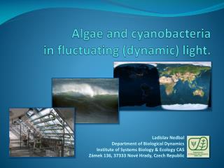 Algae and cyanobacteria in fluctuating (dynamic) light.