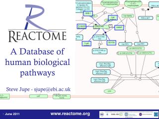 A Database of human biological pathways Steve Jupe - sjupe@ebi.ac.uk