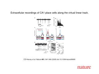 CD Harvey et al. Nature 461 , 941 - 946 (2009) doi:10.1038/nature08 499