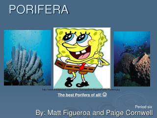 PORIFERA