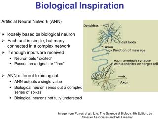 Artificial Neural Network (ANN) loosely based on biological neuron