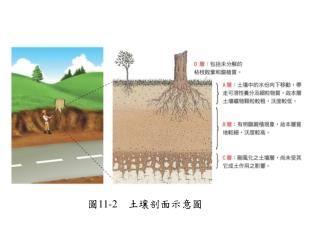 圖 11-2 　土壤剖面示意圖