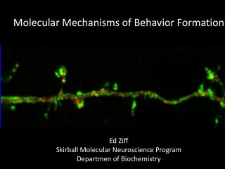 Molecular Mechanisms of Behavior Formation