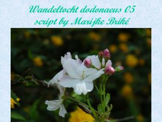 Wandeltocht dodonaeus 05 script by Marijke Briké