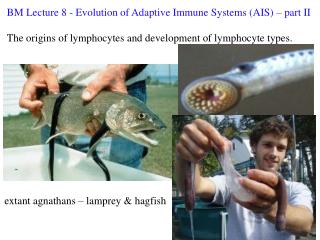 BM Lecture 8 - Evolution of Adaptive Immune Systems (AIS) – part II