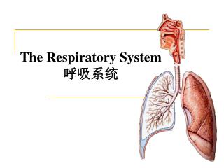 The Respiratory System 呼吸系统