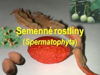 Semenné rostliny ( Spermatophyta )