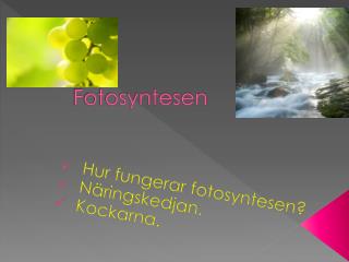 Fotosyntesen