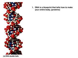 DNA is a blueprint that tells how to make your entire body, (proteins)