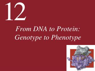 From DNA to Protein: Genotype to Phenotype