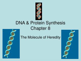 DNA &amp; Protein Synthesis Chapter 8