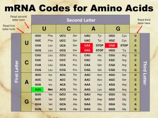 mRNA Codes for Amino Acids