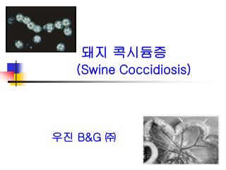 돼지 콕시듐증 (Swine Coccidiosis)