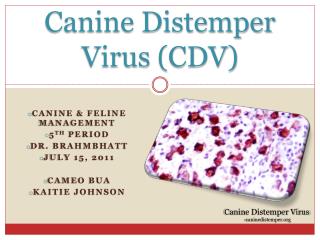 Canine Distemper Virus (CDV)