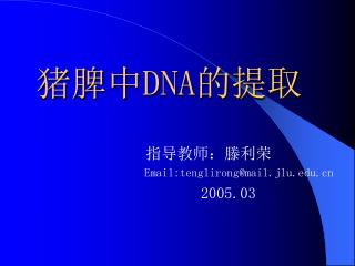 猪脾中 DNA 的提取