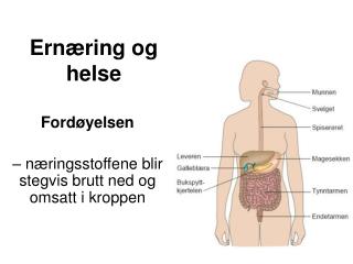 Ernæring og helse