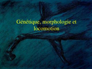 Génétique, morphologie et locomotion