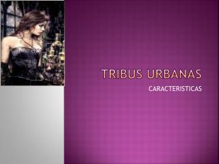 TRIBUS URBANAS