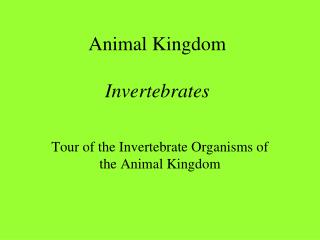 Animal Kingdom Invertebrates