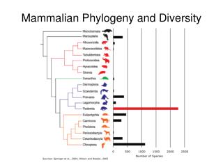Mammalian Phylogeny and Diversity