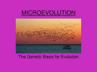 MICROEVOLUTION