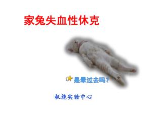 家兔失血性休克