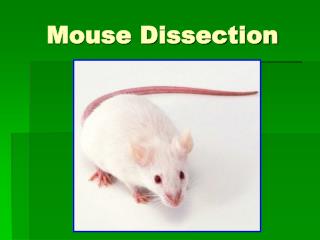 Mouse Dissection