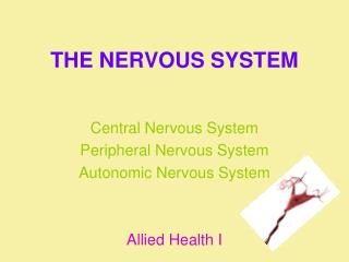 THE NERVOUS SYSTEM