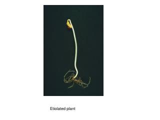 Etiolated plant